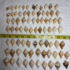 80 Mini Florida Fighting Conch Shells. Smaller variety of sizes. Great Crafting!